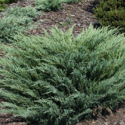 Можжевельник казацкий Глаука Можжевельник казацкий Глаука фото