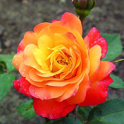 Роза Мандарин фото