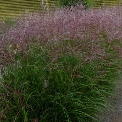 Мискантус Фернер Остен Мискантус Фернер Остен фото