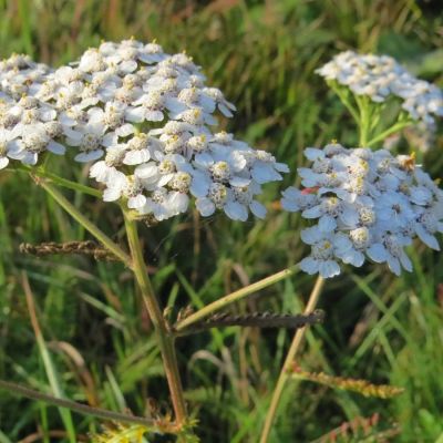 Тысячелистник обыкновенный Тысячелистник обыкновенный - Dolina-Sad.Ru