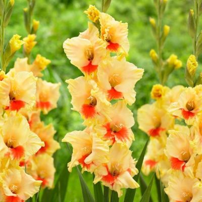 Гладиолус Сафари Гладиолус Сафари фото