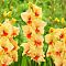 Гладиолус Сафари Гладиолус Сафари фото
