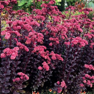 Седум Тачдаун Тик , P9 Седум Тачдаун Тик , P9 фото