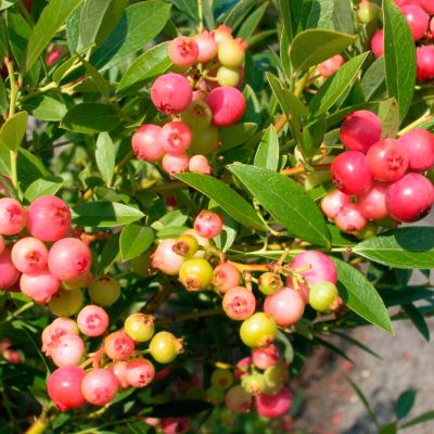 Голубика Пинк Блюберри Голубика Пинк Блюберри - Dolina-Sad.Ru