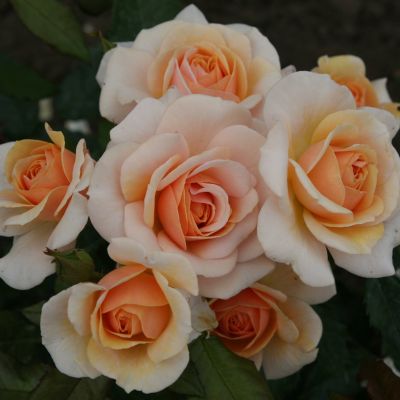 Роза Свит Хоней фото