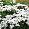 Агератум Белый Шар фото