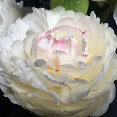 Пион Мэри Е, Николз Пион Мэри Е, Николз фото