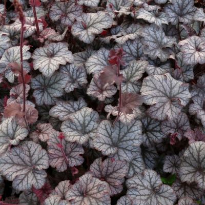 Гейхера Марс Гейхера Марс - Dolina-Sad.Ru