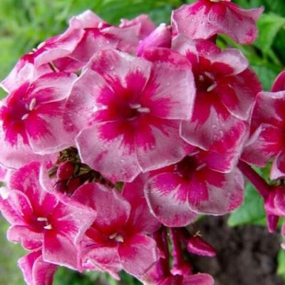 Флокс метельчатый Старс энд Страйпс - Dolina-Sad.Ru