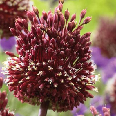 Аллиум Ред Мохикан Аллиум Ред Мохикан фото