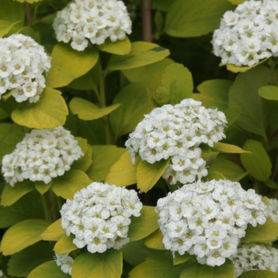 Спирея березолистная Тор Голд Спирея березолистная Тор Голд фото