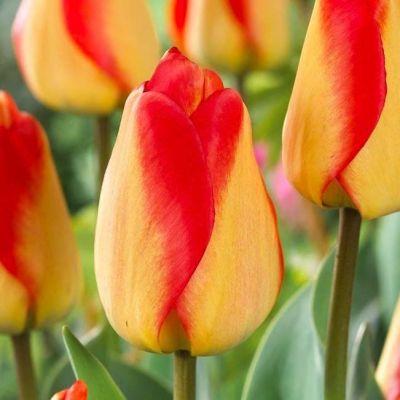 Тюльпан Америка Дрим Тюльпан Америка Дрим фото