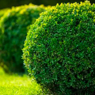 Самшит вечнозеленый, С3 Самшит вечнозеленый, С3 - Dolina-Sad.Ru