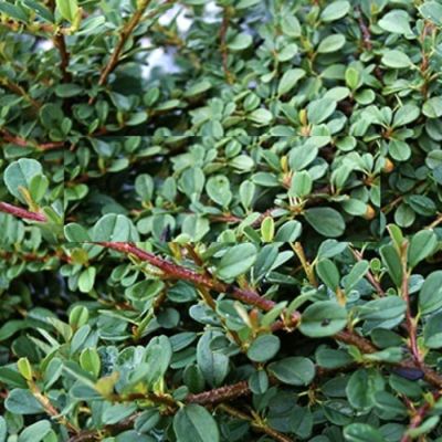 Кизильник Даммера Миранда Кизильник Даммера Миранда - Dolina-Sad.Ru