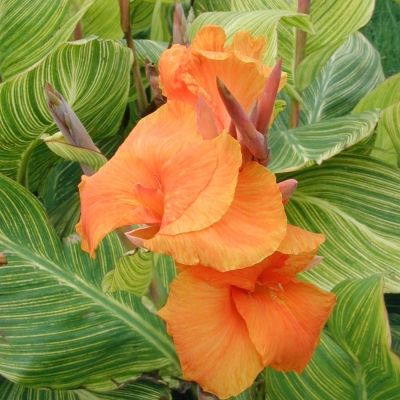 Канна Стриата - Dolina-Sad.Ru