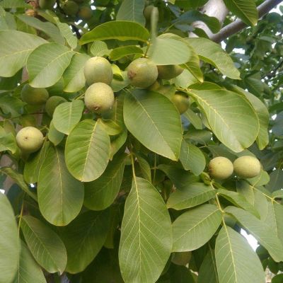 Грецкий орех Идеал - Dolina-Sad.Ru