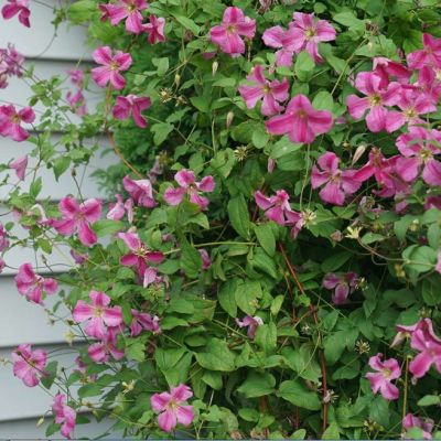 Клематис Краковяк Клематис Краковяк - Dolina-Sad.Ru