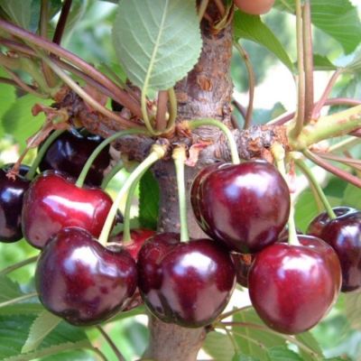 Черешня Бурлат - Dolina-Sad.Ru