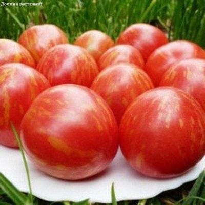 Томат Тигровый Н14 Томат Тигровый Н14 фото