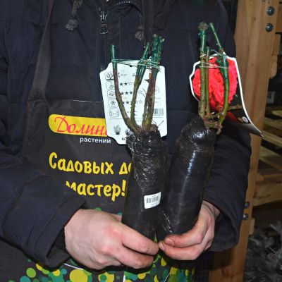 Роза Зоммерзонне Роза Зоммерзонне - Dolina-Sad.Ru