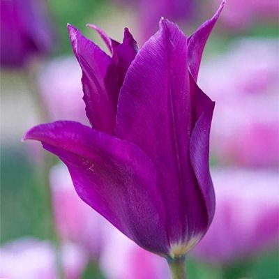 Тюльпан Юми но Мурасаки Тюльпан Юми но Мурасаки фото