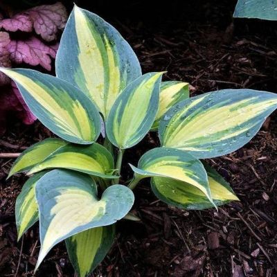 Хоста Мэджик Айленд Хоста Мэджик Айленд - Dolina-Sad.Ru