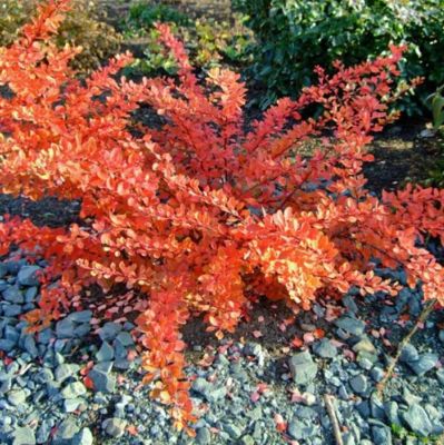 Барбарис тунберга Оранж Карпет - Dolina-Sad.Ru