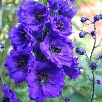 Дельфиниум Секрет Дельфиниум Секрет фото