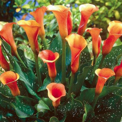 Калла Моцарт Калла Моцарт фото