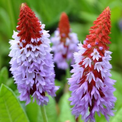 Примула Виалли фото