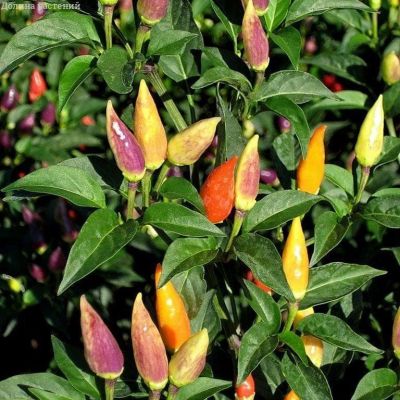 Перец декоративный Кроха Перец декоративный Кроха фото