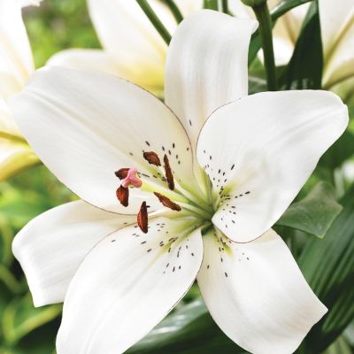 Лилия Айлайнер Лилия Айлайнер - Dolina-Sad.Ru