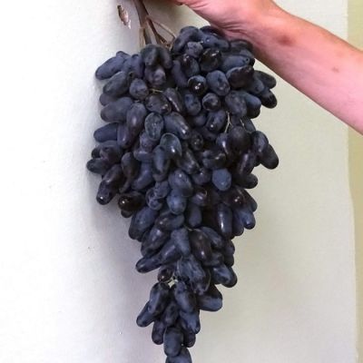 Виноград Памяти Негруля Виноград Памяти Негруля - Dolina-Sad.Ru