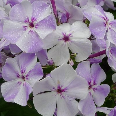 Флокс Лайт Блю Флокс Лайт Блю фото