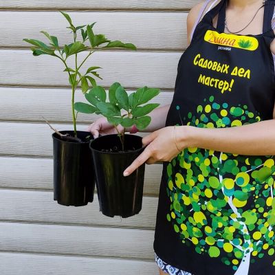 Пион Гарден Лейс Пион Гарден Лейс - Dolina-Sad.Ru