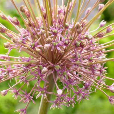 Аллиум Шуберт Аллиум Шуберт фото