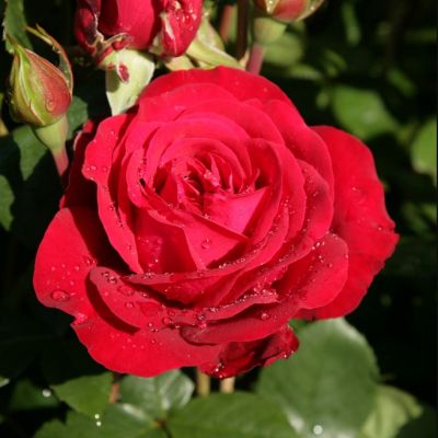 Роза Штертебекер - Dolina-Sad.Ru