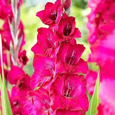 Гладиолус Натан Гладиолус Натан - Dolina-Sad.Ru