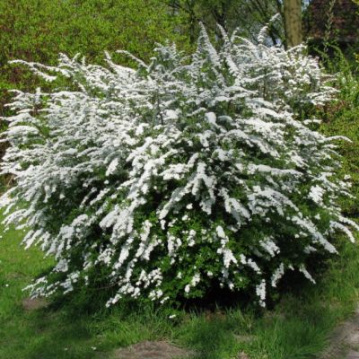 Спирея Аргута фото