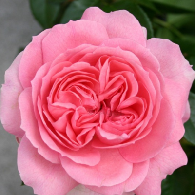 Роза Розенфи Роза Розенфи фото