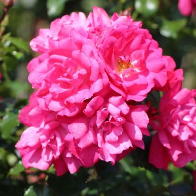 Роза Хейдетраум Роза Хейдетраум фото