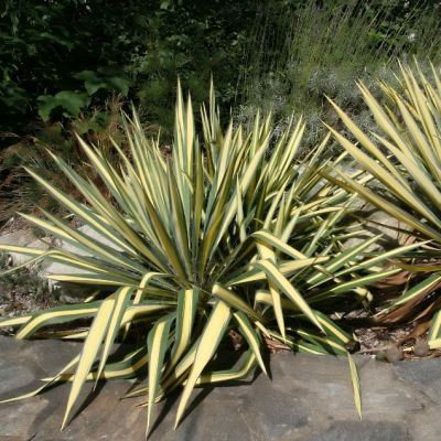 Юкка Колор Гуард , С1,5 Юкка Колор Гуард , С1,5 фото