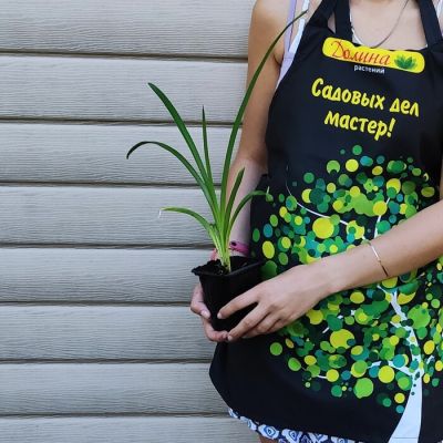 Лилейник Маунт Хелена фото