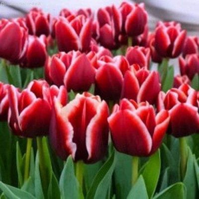 Тюльпан Армани Тюльпан Армани фото