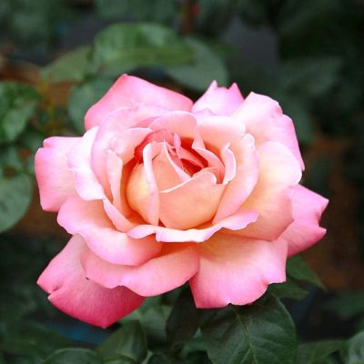 Роза Чикаго Пис фото