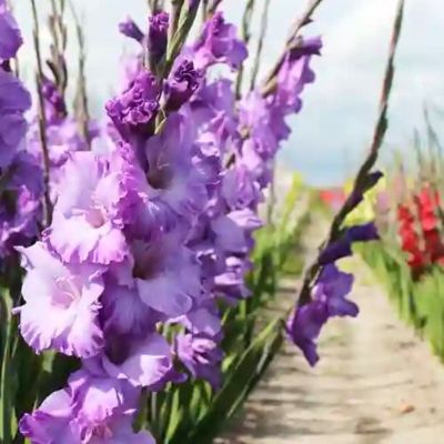 Гладиолус Коте Д`Азур - Dolina-Sad.Ru