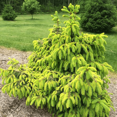 Ель Акрокона фото