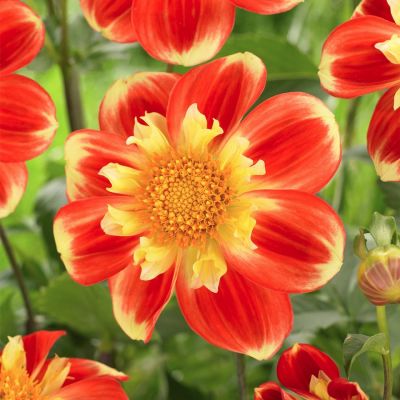 Георгина Пух Георгина Пух - Dolina-Sad.Ru