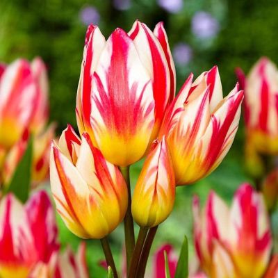 Тюльпан Триколет (акционный товар) Тюльпан Триколет (акционный товар) фото