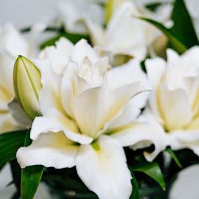 Лилия Роузлили Ирвана Лилия Роузлили Ирвана - Dolina-Sad.Ru